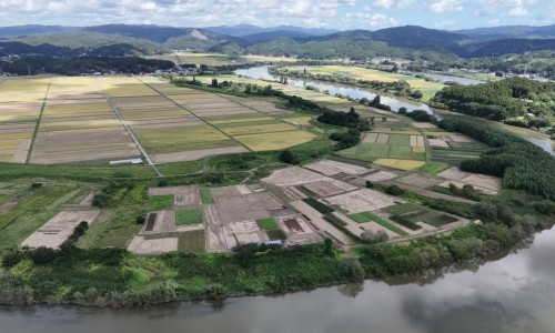 青梅的功效与作用害处-青梅肉的营养价值网-分享青梅营养价值及功效，青梅肉怎么做知识库